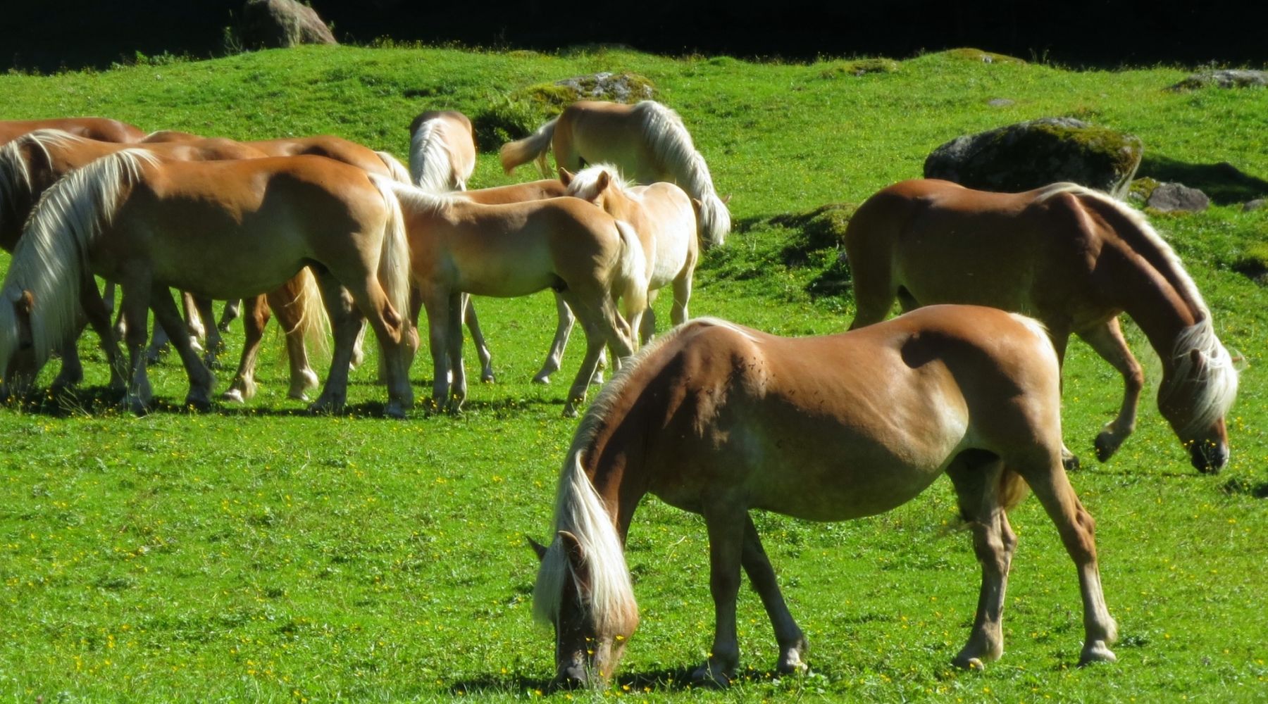 Haflinger.jpg